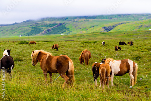 Beautiful Icelandic horses grazing  photo