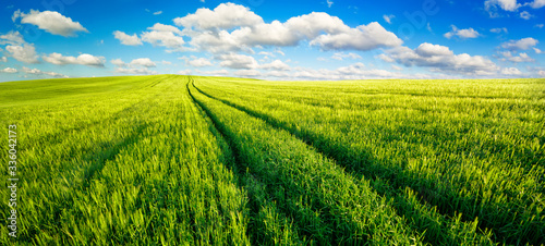 Vast green fields panorama with nice blue sky