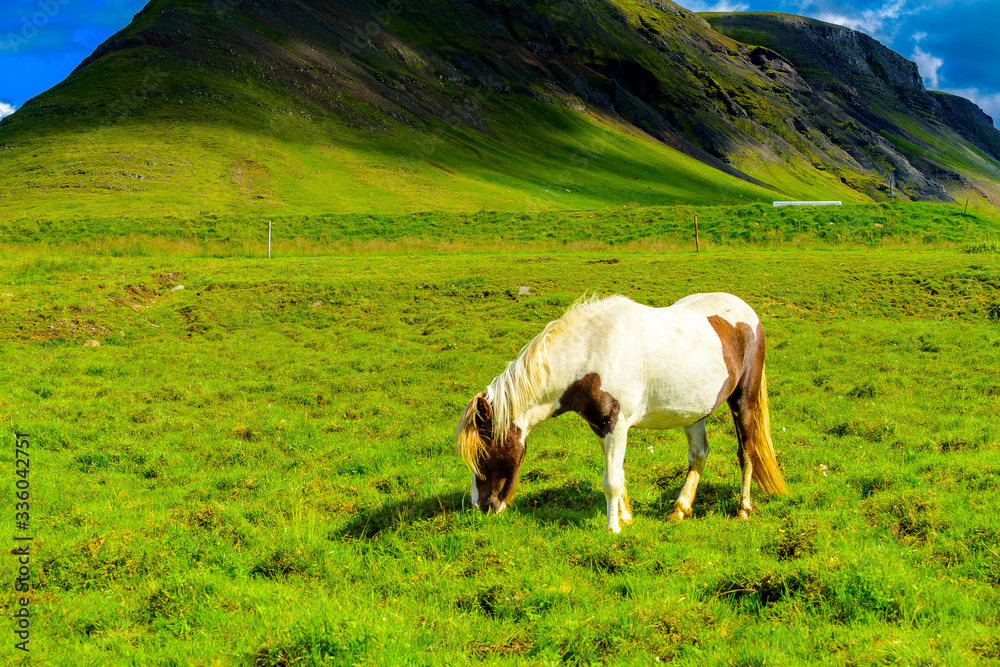 Beautiful Icelandic horses grazing 