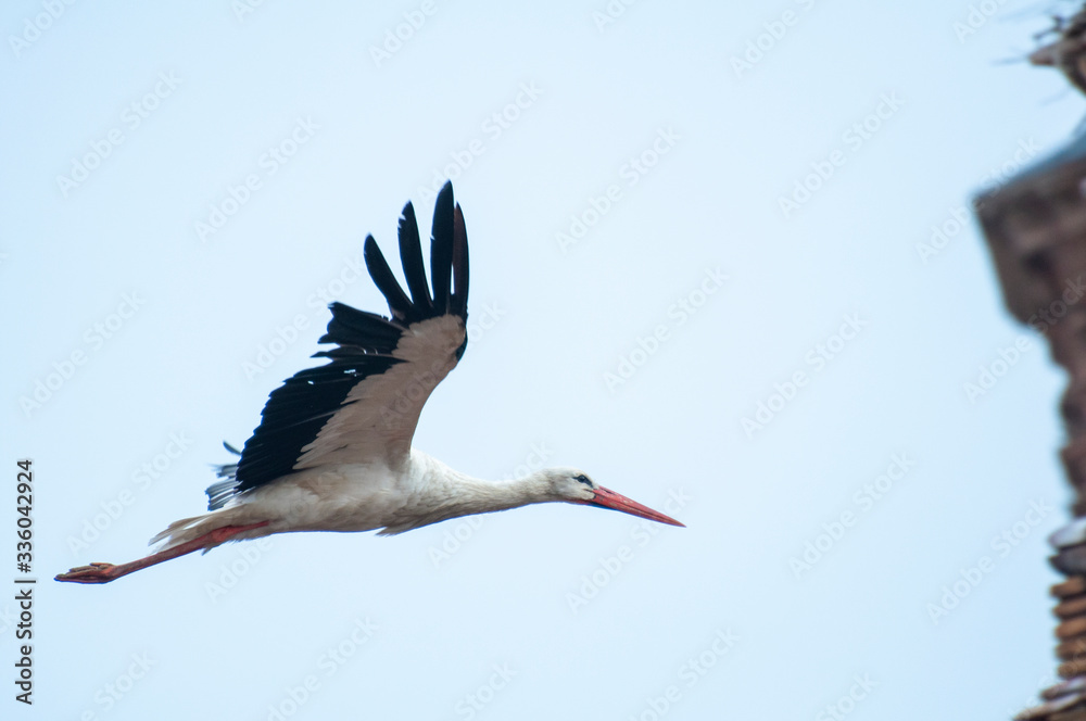 Fototapeta premium Storks flying in the sky
