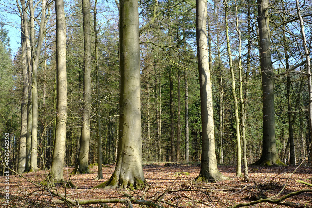 Fototapeta premium Glatte Baumstämme im Morgenlicht