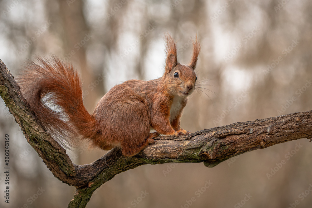 Eichhörnchen