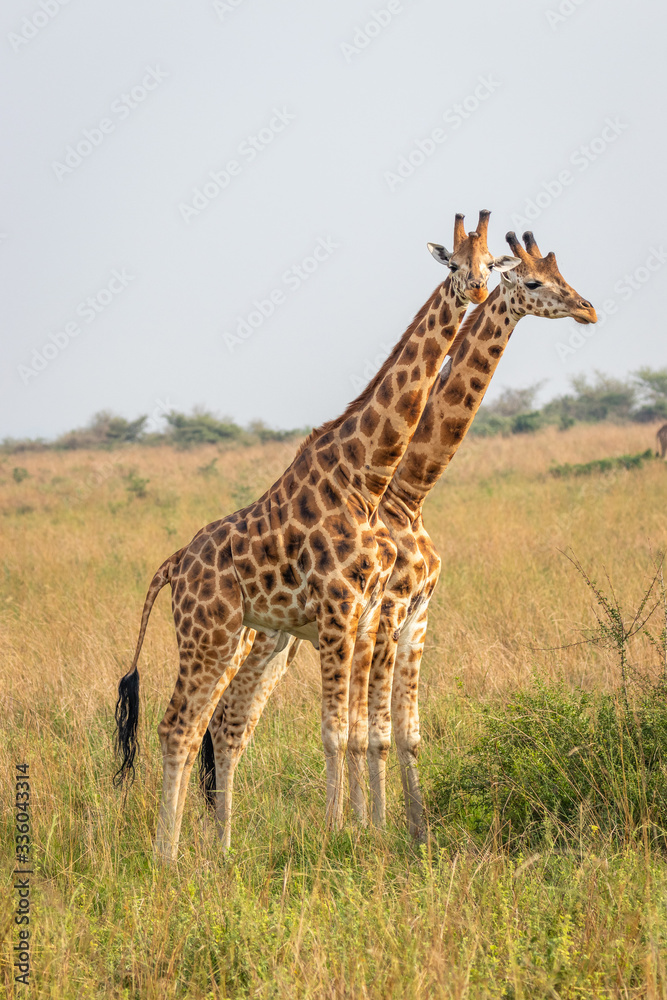 Obraz premium Two male giraffes ( Giraffa camelopardalis rothschildi) fighting each other, this is the part of a dance of two giraffes, , Murchison Falls National Park, Uganda.