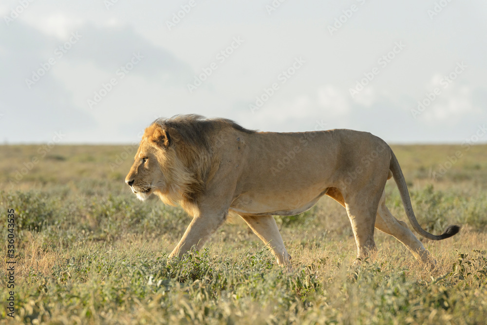 Male lion (Panthera leo) walking on savanna, Ngorongoro conservation area, Tanzania. Male lion (Panthera leo) walking on savanna, Ngorongoro conservation area, Tanzania.