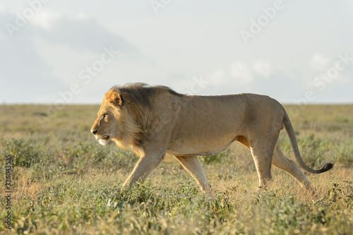 Wallpaper Mural Male lion (Panthera leo) walking on savanna, Ngorongoro conservation area, Tanzania. Torontodigital.ca