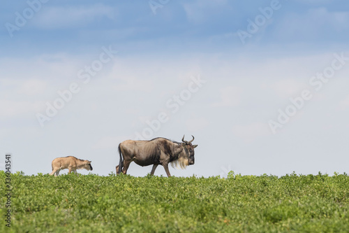 Fototapeta Naklejka Na Ścianę i Meble -  Blue Wildebeest (Connochaetes taurinus) mother with calf walking on savanna with blue sky, Ngorongoro conservation area, Tanzania.