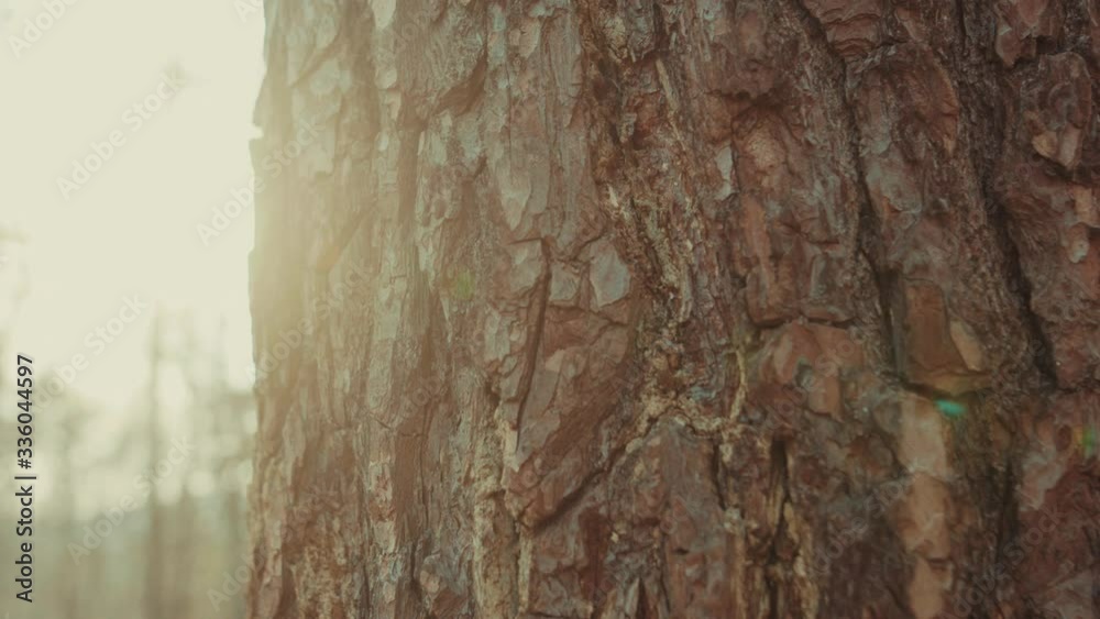 At sunshine tree trunk of brown wood in forest environment landscape textured detail park dark branch sunshine grung beautiful light close up slow motion