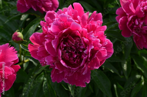 pink and white dahlia