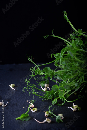 Microgreens and grow sprouts on dark background, copy space..