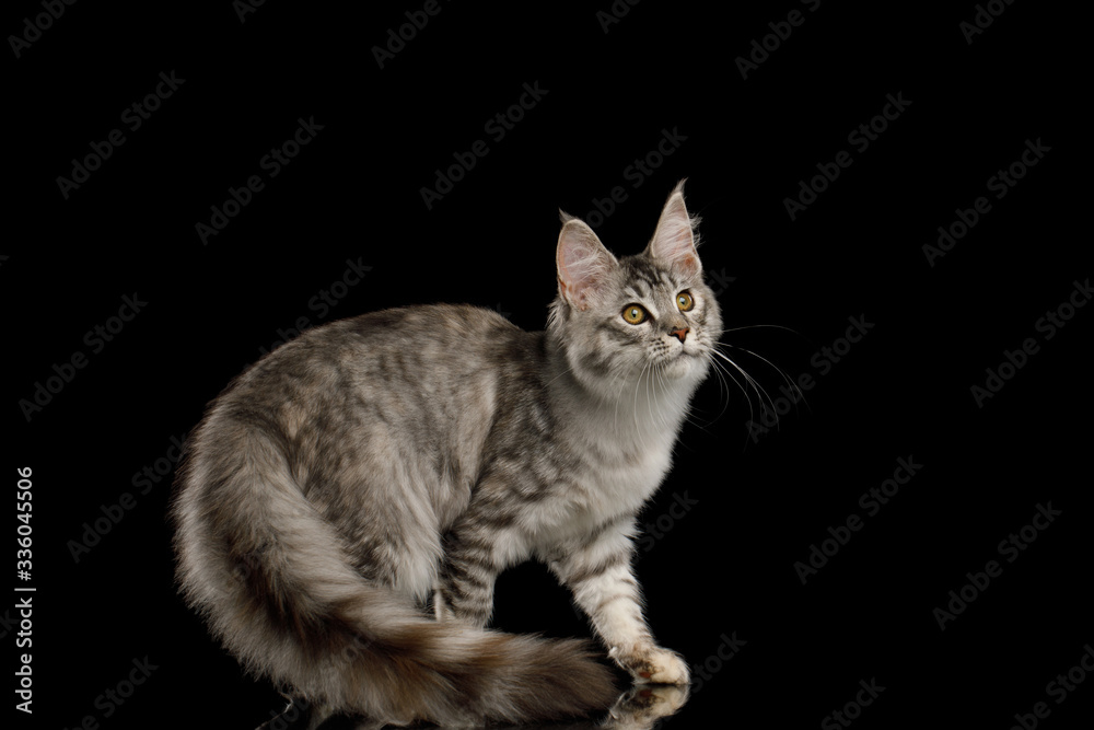Tabby Maine Coon Cat Crouching with Curious face on Isolated Black Background