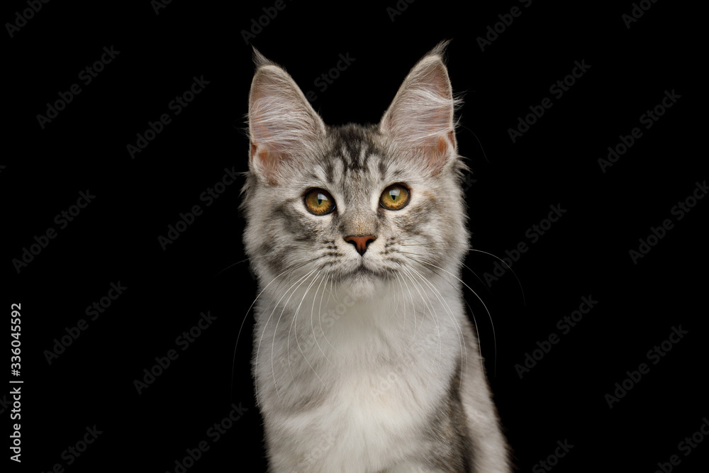Portrait of Tabby Maine Coon Cat with Brush on ears, Isolated Black Background
