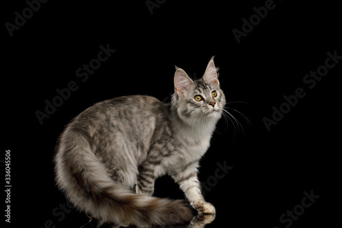 Wallpaper Mural Tabby Maine Coon Cat Crouching with Curious face on Isolated Black Background Torontodigital.ca