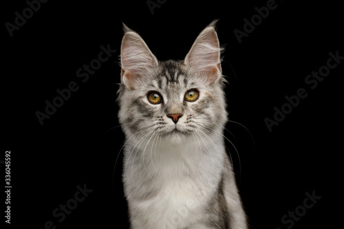 Portrait of Tabby Maine Coon Cat with Brush on ears, Isolated Black Background