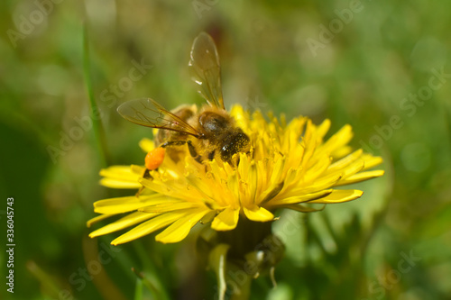 Honey bee on dandelion flower. Honey bee pollinating on spring meadow © Ivan