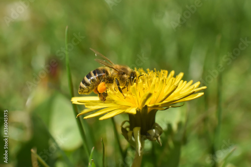 Honey bee on dandelion flower. Honey bee pollinating on spring meadow © Ivan