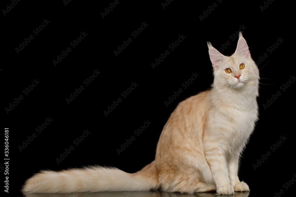 Gorgeous Red Maine Coon Cat Sitting and Looking in Camera Isolated on Black Background