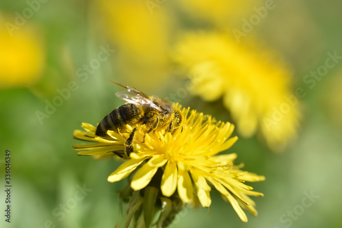 Honey bee on dandelion flower. Honey bee pollinating on spring meadow