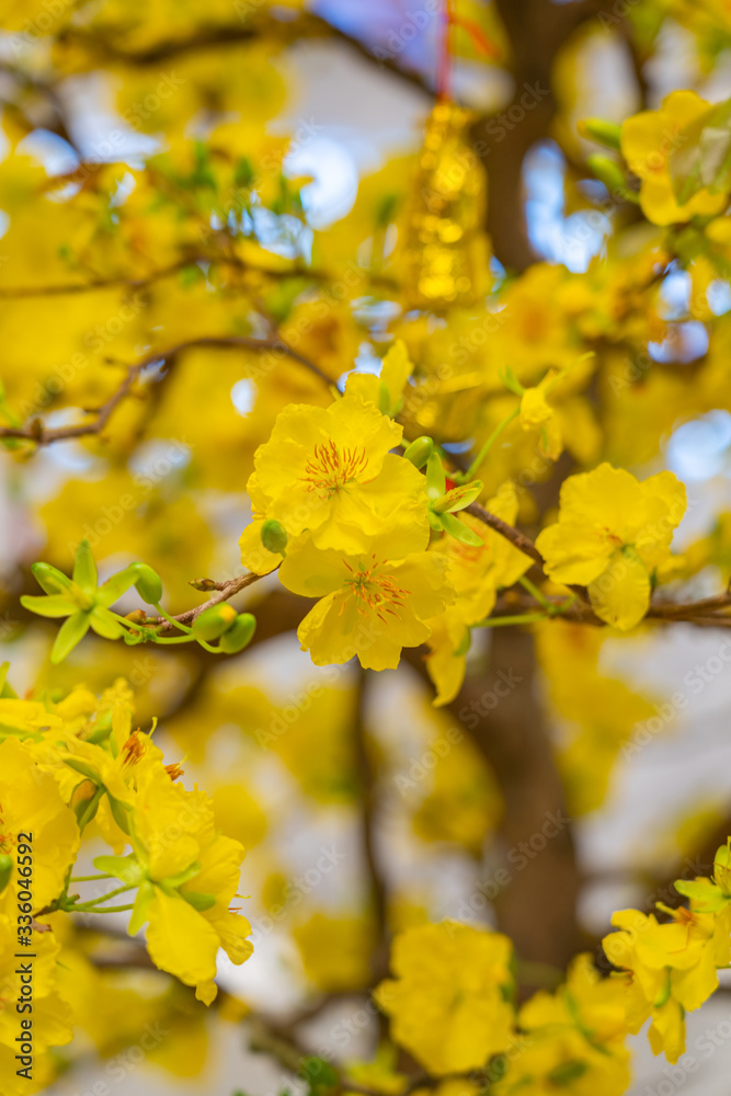 Branch of apricot blossom flowers in Vietnamese Lunar New Year Branch of apricot blossom flowers in Vietnamese Lunar New Year