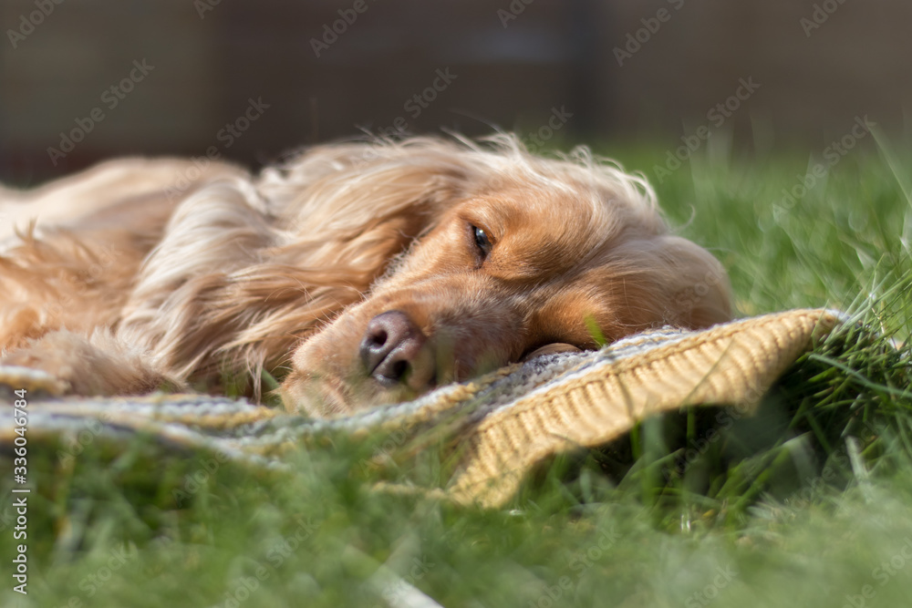 cocker spaniel dog relaxing and resting on grass outdoors and outside on summer vacation holidays
cocker spaniel dog relaxing and resting on grass outdoors and outside on summer vacation holidays