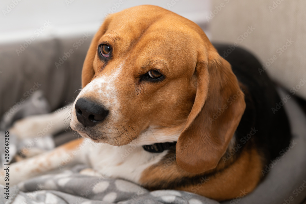 Tired beagle dog looking to the camera