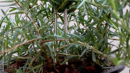 Rosemary plant
