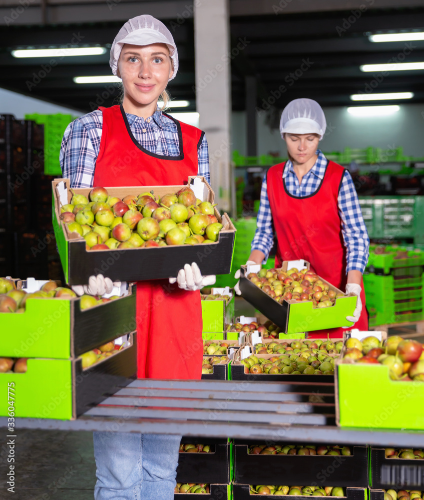 Young women in uniform during packaging pears to crates at warehouse, checking quality of fruits