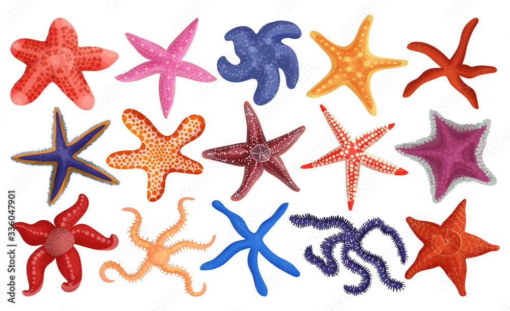 Sea starfish vector cartoon set icon. Vector illustration marine star on white background. Isolated cartoon set icon sea starfish. Sea starfish vector cartoon set icon. Vector illustration marine star on white background. Isolated cartoon set icon sea starfish.