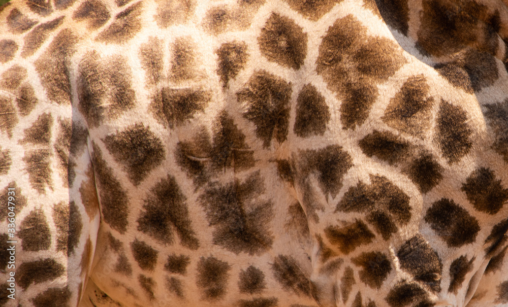 close up of giraffe skin pattern close up of giraffe skin pattern