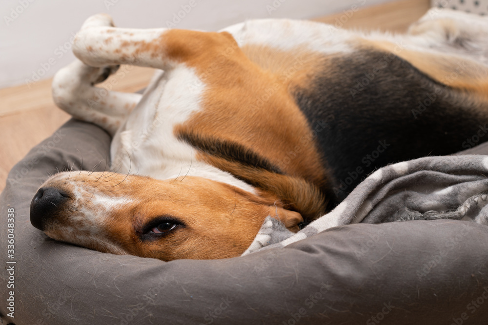 Lazy beagle puppy lying on his pillow indoors