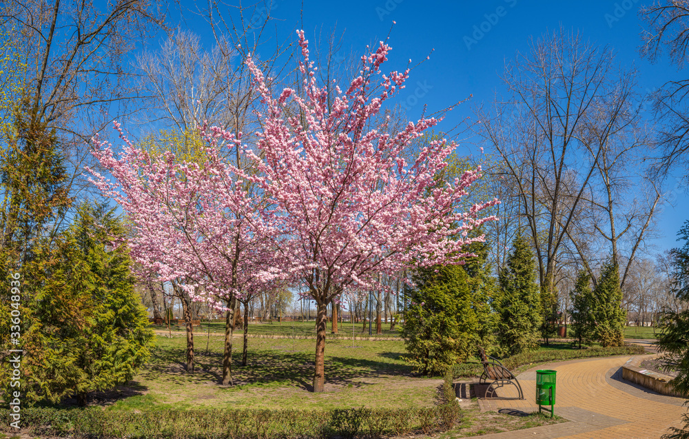 Naklejka premium Blooming sakura in a landscape park