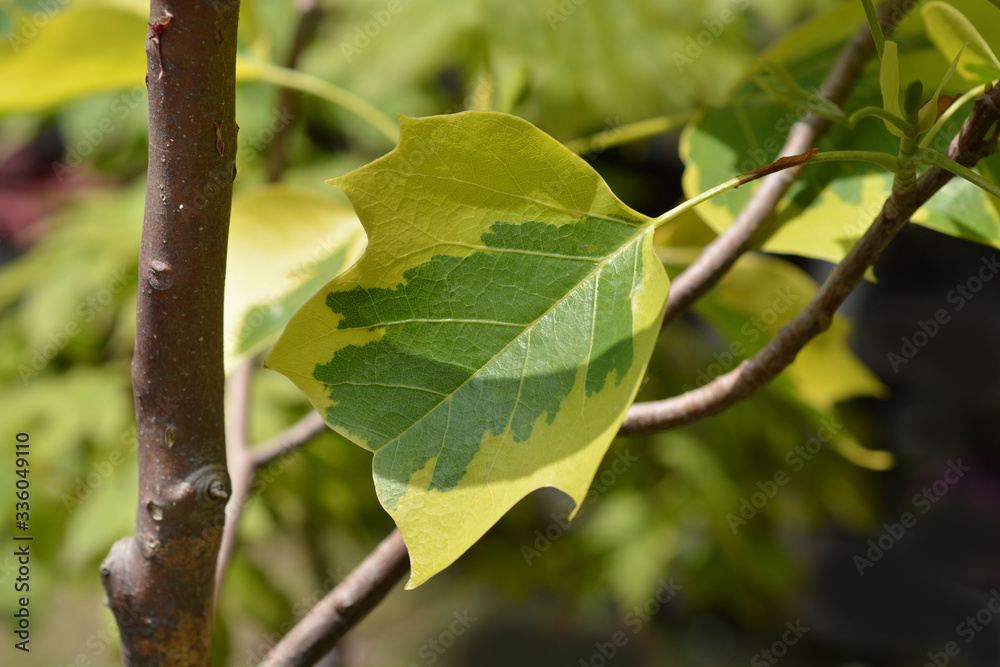 Tulip tree Aureomarginatum