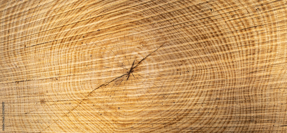 Naklejka premium Wood texture of cut tree trunk - wooden surface background