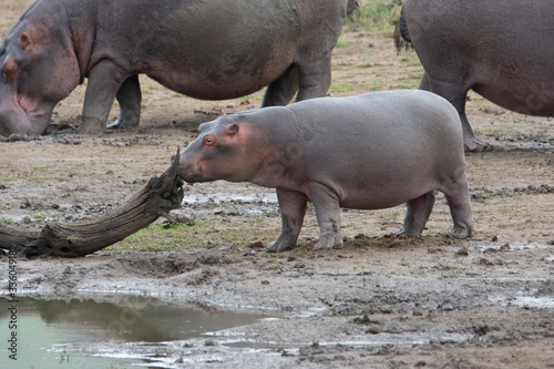 baby hippopotamus sniffing a branch by waterhole