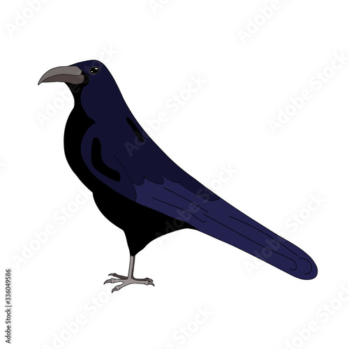 Vector line art crow isolated on white. Flat colors bird. Cartoon style