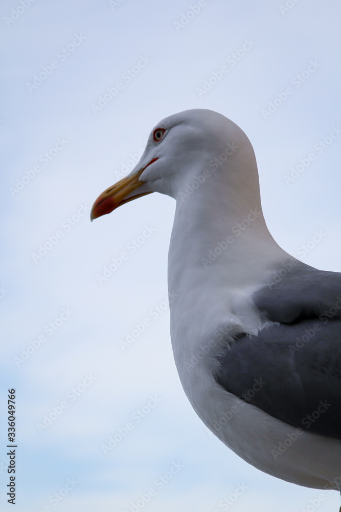 Portrait einer einzelnen Möwe auf einem Podest