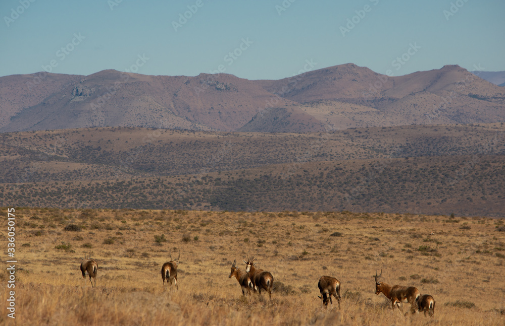 herd of blesbok with mountains in background