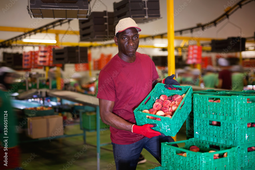 Positive Afro workman stacking boxes with harvested peaches on fruits sorting department