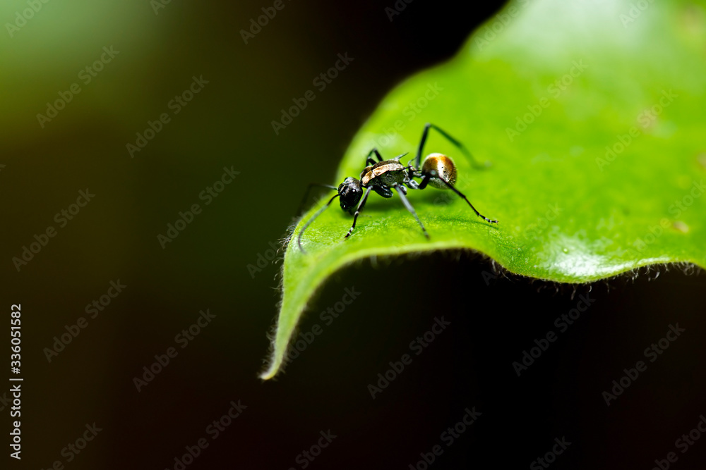 Golden-tailed Spiny Ant also known as Polyrhachis Hagiomyrma Golden-tailed Spiny Ant also known as Polyrhachis Hagiomyrma