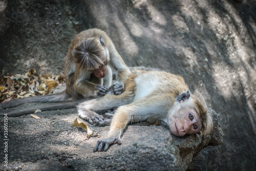 Lo Sri Lanka e le mille sfumature dei suoi colori