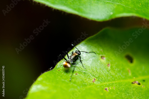 Golden-tailed Spiny Ant also known as Polyrhachis Hagiomyrma © Rob D