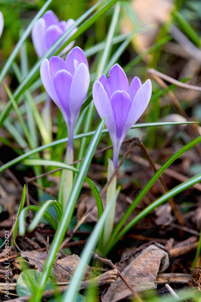 Flowering crocuses or crocuses with purple petals (Spring Crocus). Crocuses are the first spring flowers that bloom in early spring. Flowering crocuses or crocuses with purple petals (Spring Crocus). Crocuses are the first spring flowers that bloom in early spring.