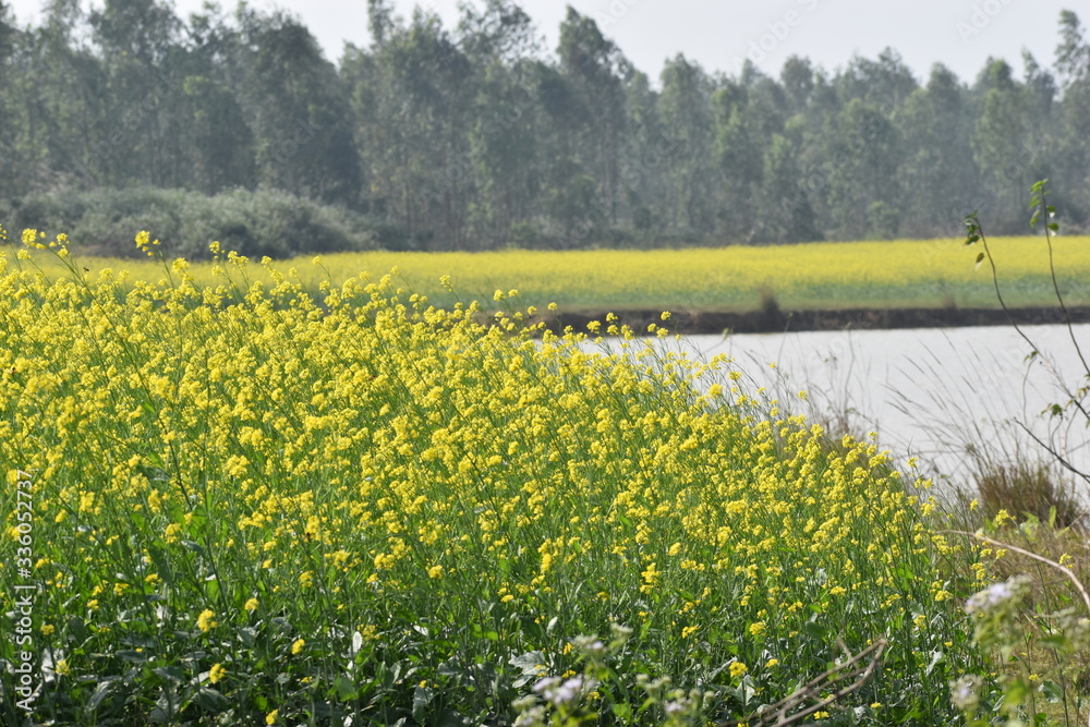 Obraz premium mustard field just beside a pond in a village
