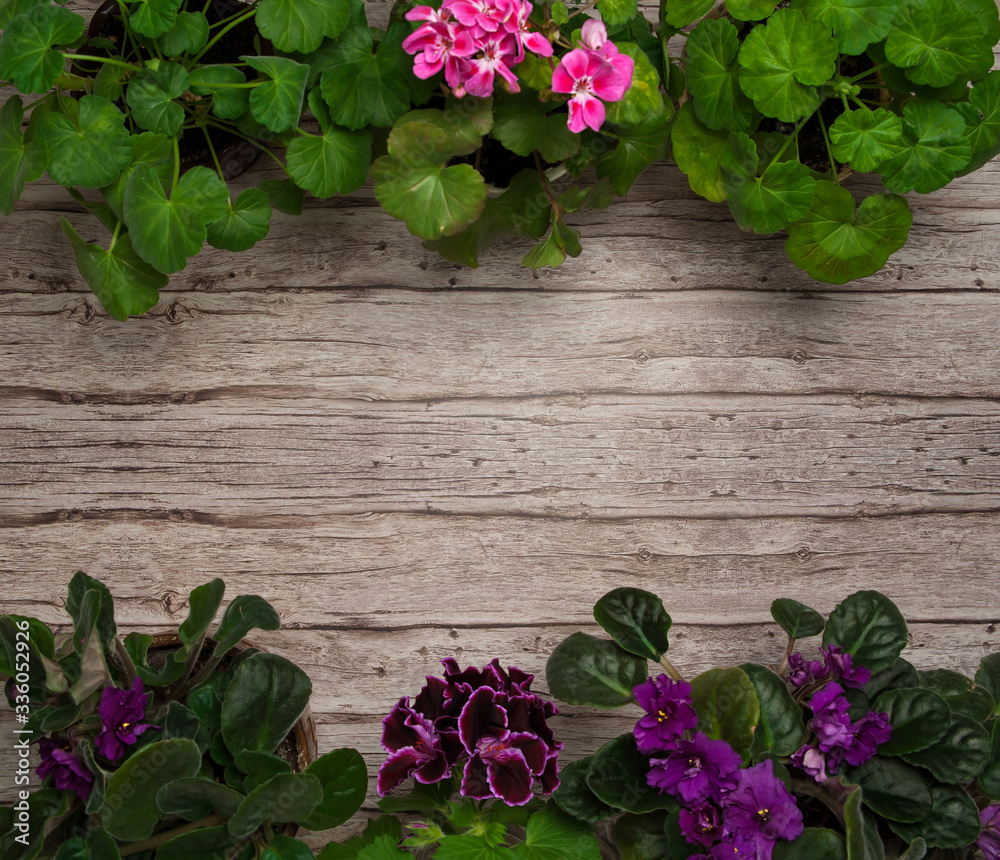 The frame is made of blooming senpolia and pelargonium on a wooden background with free space.
The frame is made of blooming senpolia and pelargonium on a wooden background with free space.
