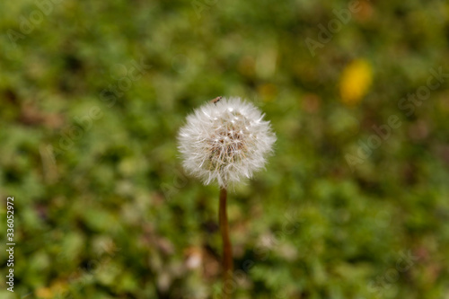 Dandelion in the grass