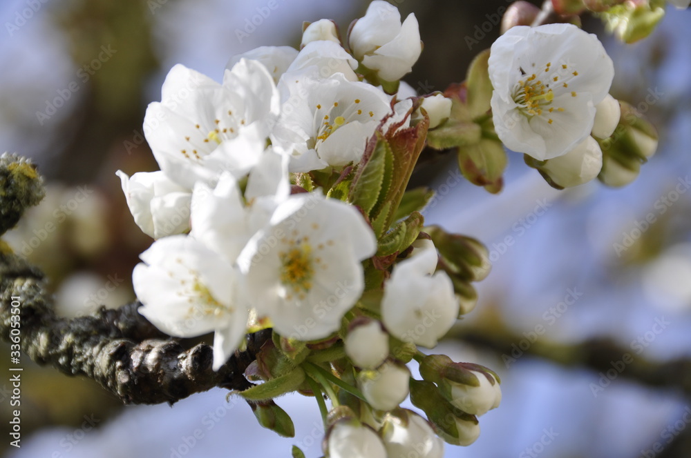 Fototapeta premium Beautiful bud flowers in a cherry tree with a blurred background