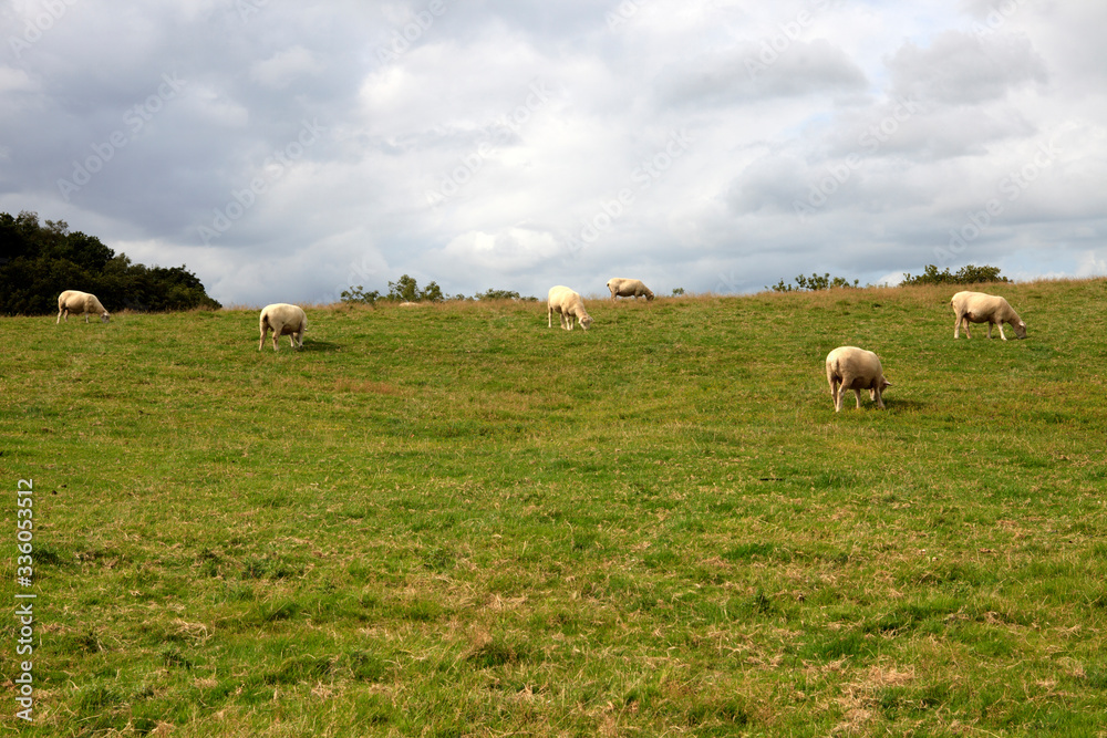 Charleston Town (England), UK - August 16, 2015: Sheeps in a field near The historic 18th.century Charleston Town, Cornwall, England, United Kingdom. Charleston Town (England), UK - August 16, 2015: Sheeps in a field near The historic 18th.century Charleston Town, Cornwall, England, United Kingdom.