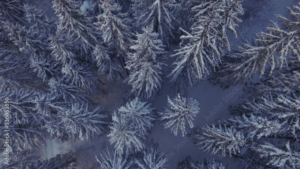 Winterwald Winterwald