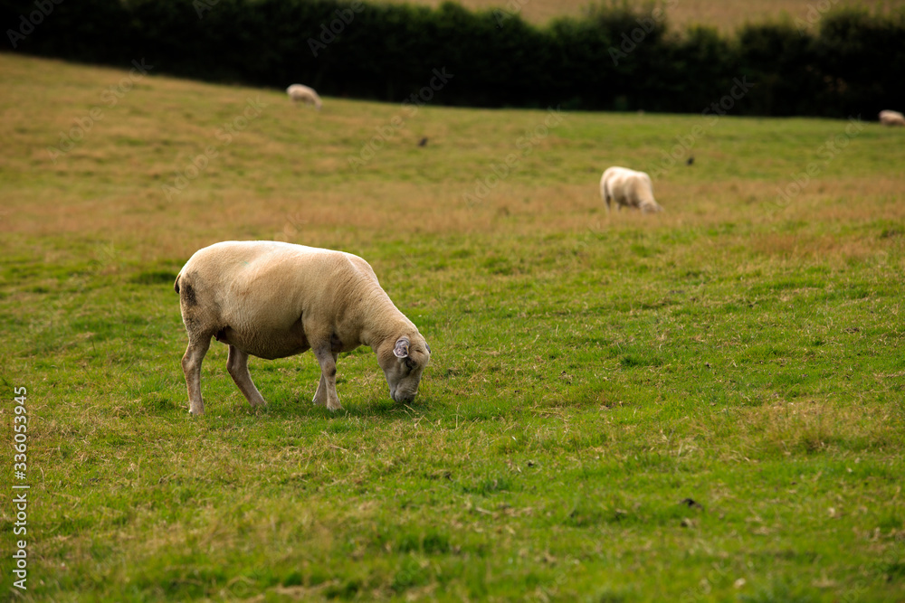 Charleston Town (England), UK - August 16, 2015: Sheeps in a field near The historic 18th.century Charleston Town, Cornwall, England, United Kingdom. Charleston Town (England), UK - August 16, 2015: Sheeps in a field near The historic 18th.century Charleston Town, Cornwall, England, United Kingdom.