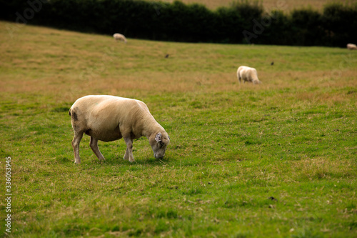 Charleston Town (England), UK - August 16, 2015: Sheeps in a field near The historic 18th.century Charleston Town, Cornwall, England, United Kingdom.