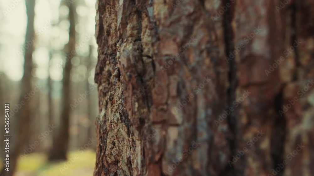 Tree trunk of brown wood in forest environment landscape textured detail park dark branch sunshine grung beautiful light close up slow motion